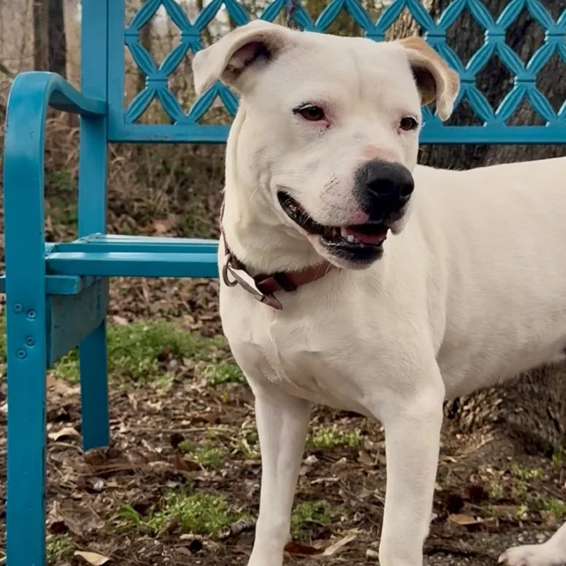 An adult medium-sized female White / Cream Mixed Breed dog named Lorna for adoption in Monroeville, AL