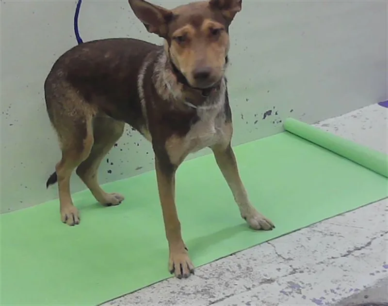 A young medium-sized female German Shepherd Dog dog named Mary Jane for adoption in Houston, TX