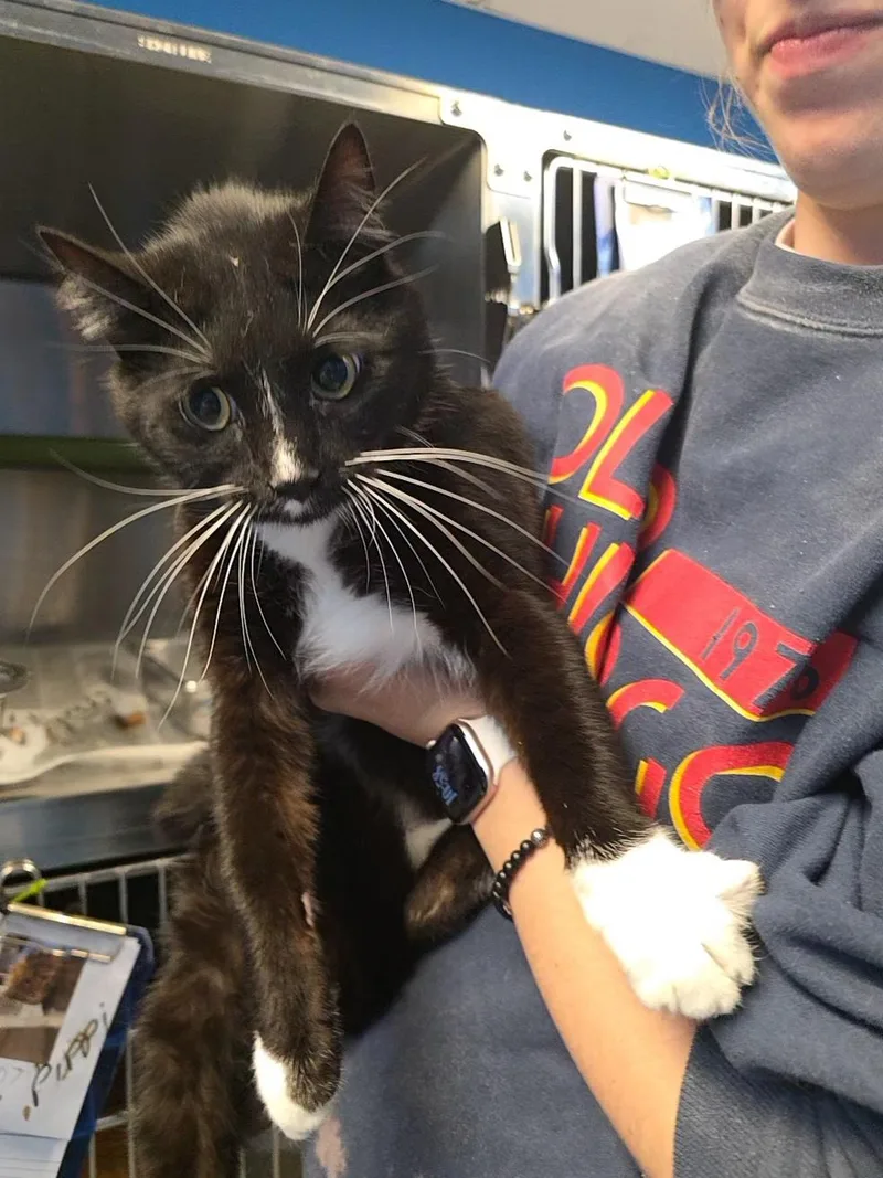 An adult medium-sized female Domestic Short Hair cat named "fork" for adoption in Leavenworth, KS