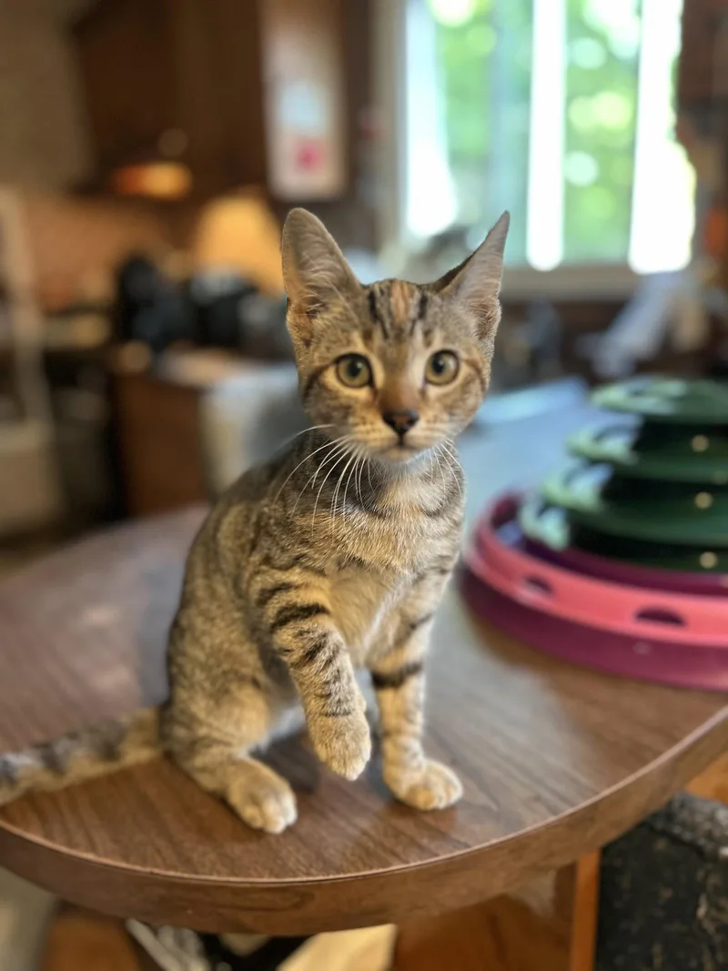 A baby small-sized female Tabby cat named Marigold C Wood for adoption in Saunderstown, RI