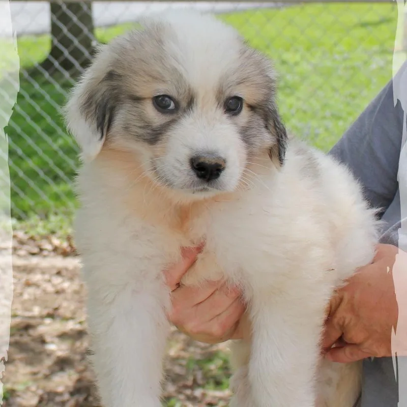 A baby extra large-sized male White / Cream Great Pyrenees dog named Greg for adoption in Amelia, OH