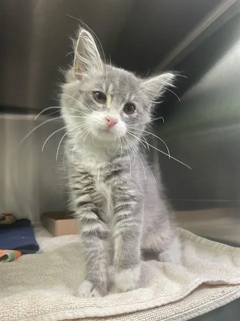 A baby small-sized female Domestic Long Hair cat named Sofia for adoption in Rancho Cucamonga, CA