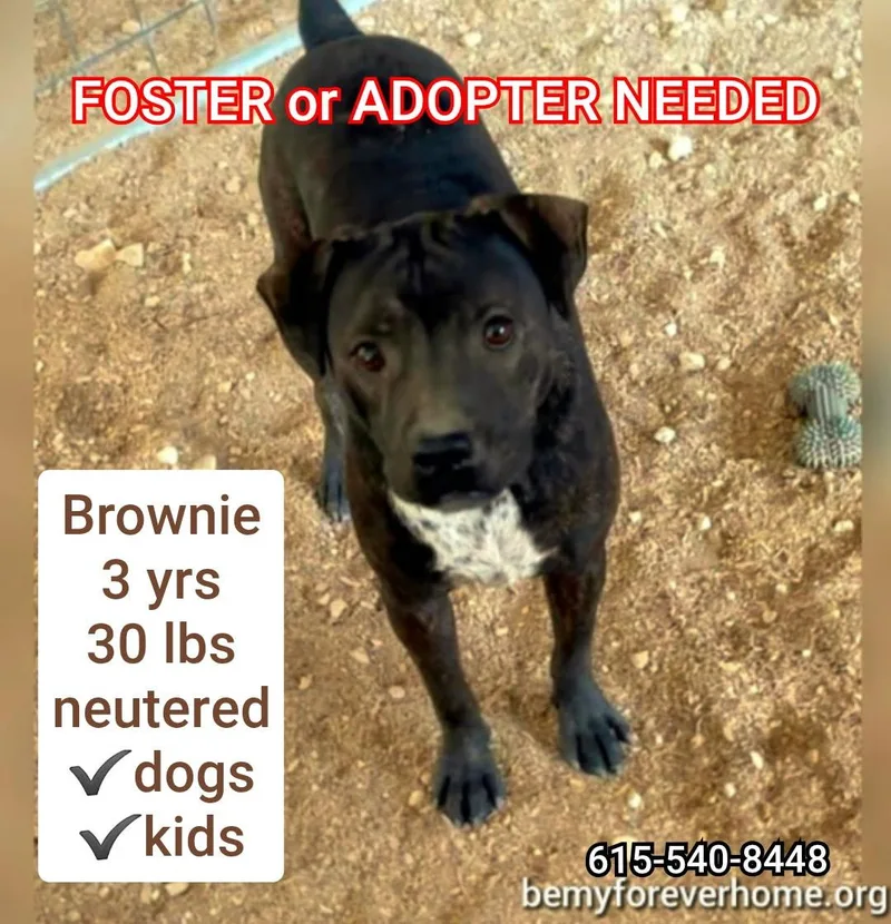 A young medium-sized male Chocolate Labrador Retriever dog named "bubba" Brownie for adoption in Plano, TX