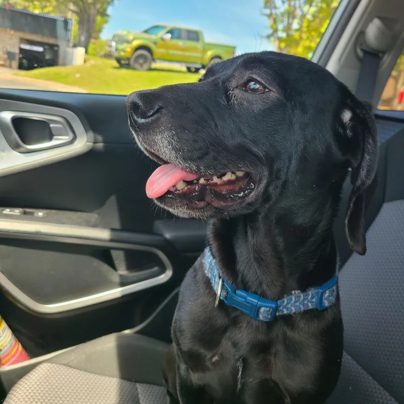 A young medium-sized male Black Mixed Breed dog named Yoyo for adoption in Greensboro, NC
