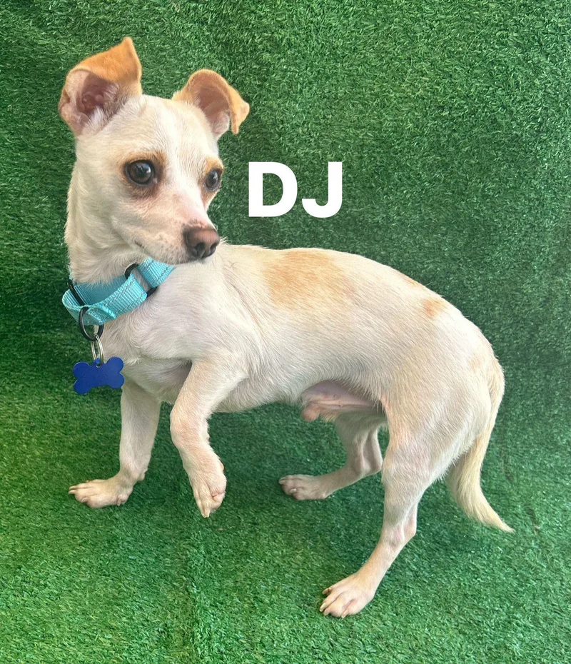 Dj