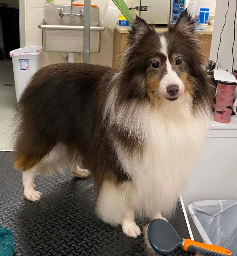 An adult small-sized female Tricolor (Brown, Black, & White) Shetland Sheepdog / Sheltie dog named Delilah for adoption in Frankfort, KY