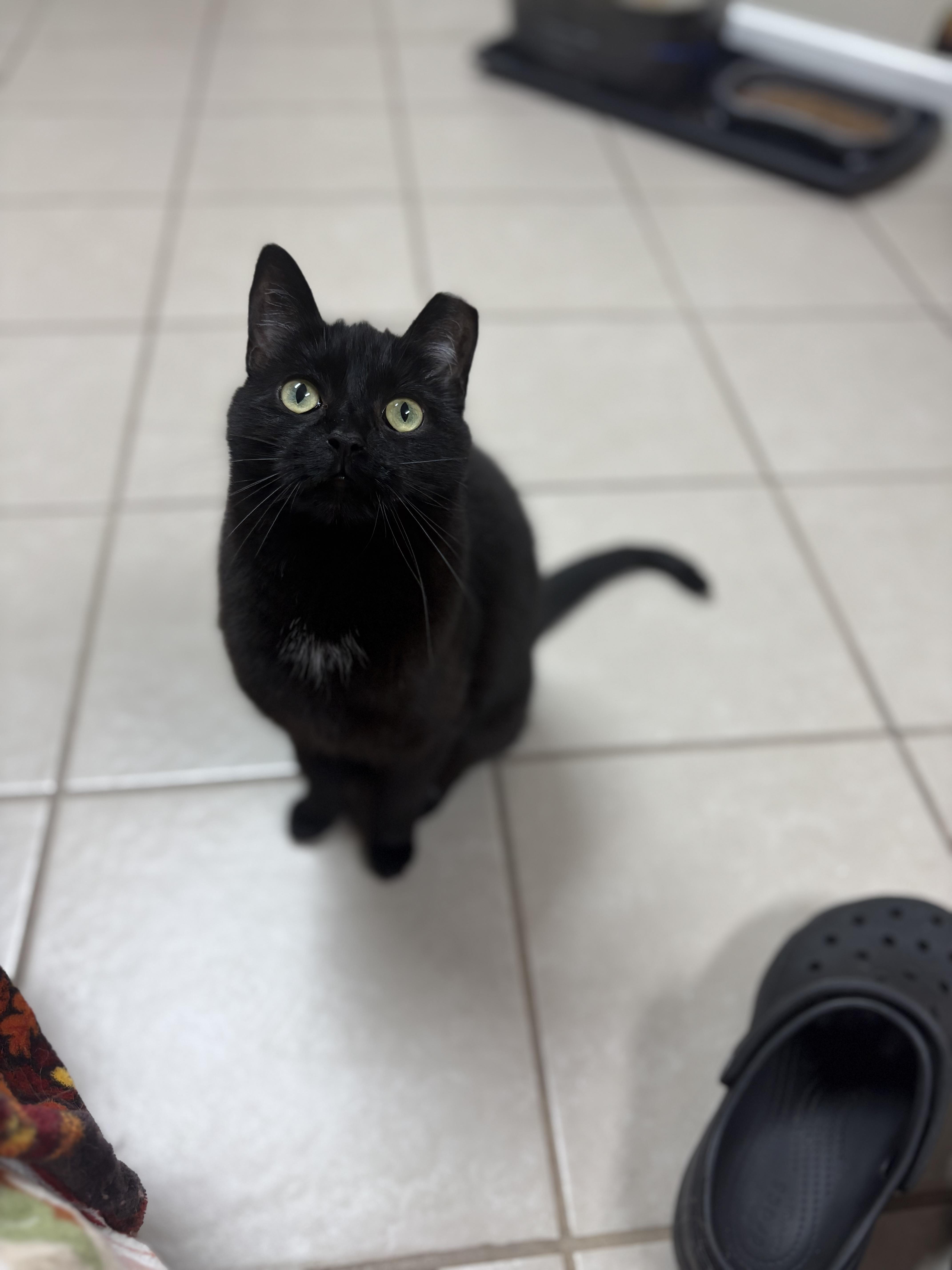 An adult large-sized female Domestic Short Hair cat named Parsnip for adoption in New Baltimore, MI