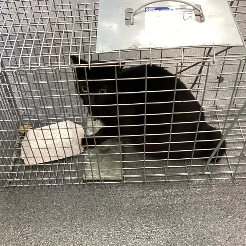 An adult small-sized female Black Domestic Long Hair cat named Dixie Belle for adoption in Montgomery, AL