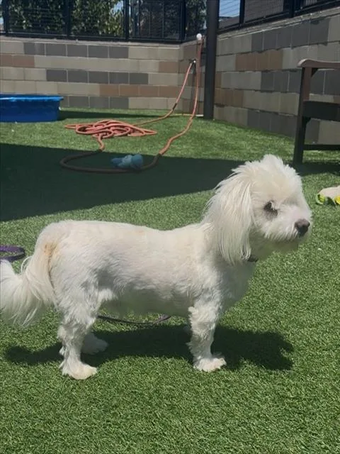 Falkor