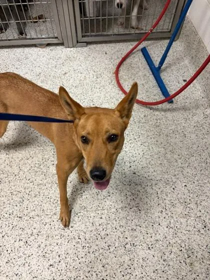 An adult large-sized female Mixed Breed dog named Cap`n Crunch for adoption in Atlanta, GA