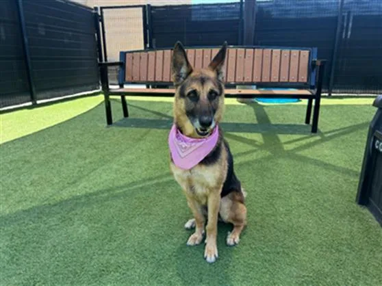 An adult medium-sized female German Shepherd Dog dog named Luna for adoption in Tustin, CA