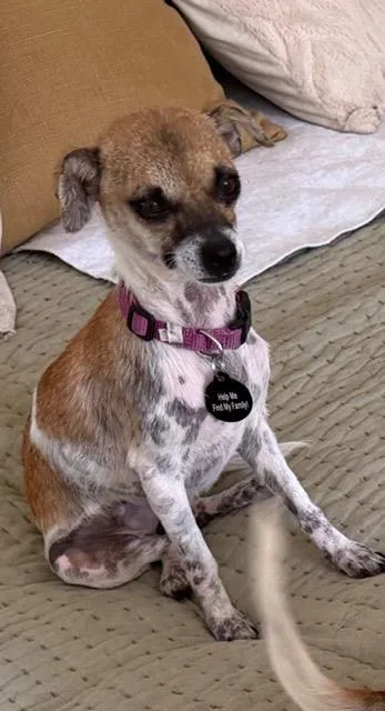 An adult small-sized female Chihuahua dog named Yzma for adoption in Santa Barbara, CA