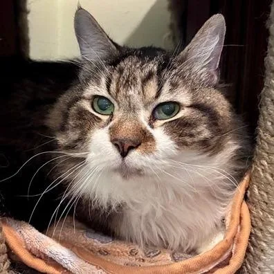 A senior large-sized male Domestic Medium Hair cat named Florian for adoption in Chicago, IL