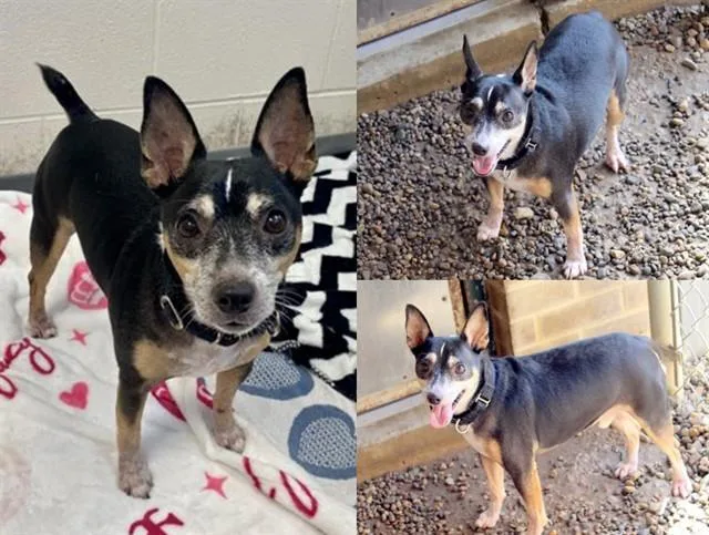 An adult small-sized male Rat Terrier dog named Solo for adoption in Fort Wayne, IN