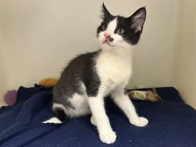 A baby small-sized female Domestic Short Hair cat named Cinderella for adoption in McKinleyville, CA