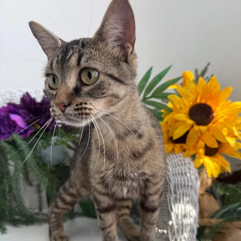 A young medium-sized female Brown / Chocolate Domestic Short Hair cat named Curly sue for adoption in Eaton Rapids, MI