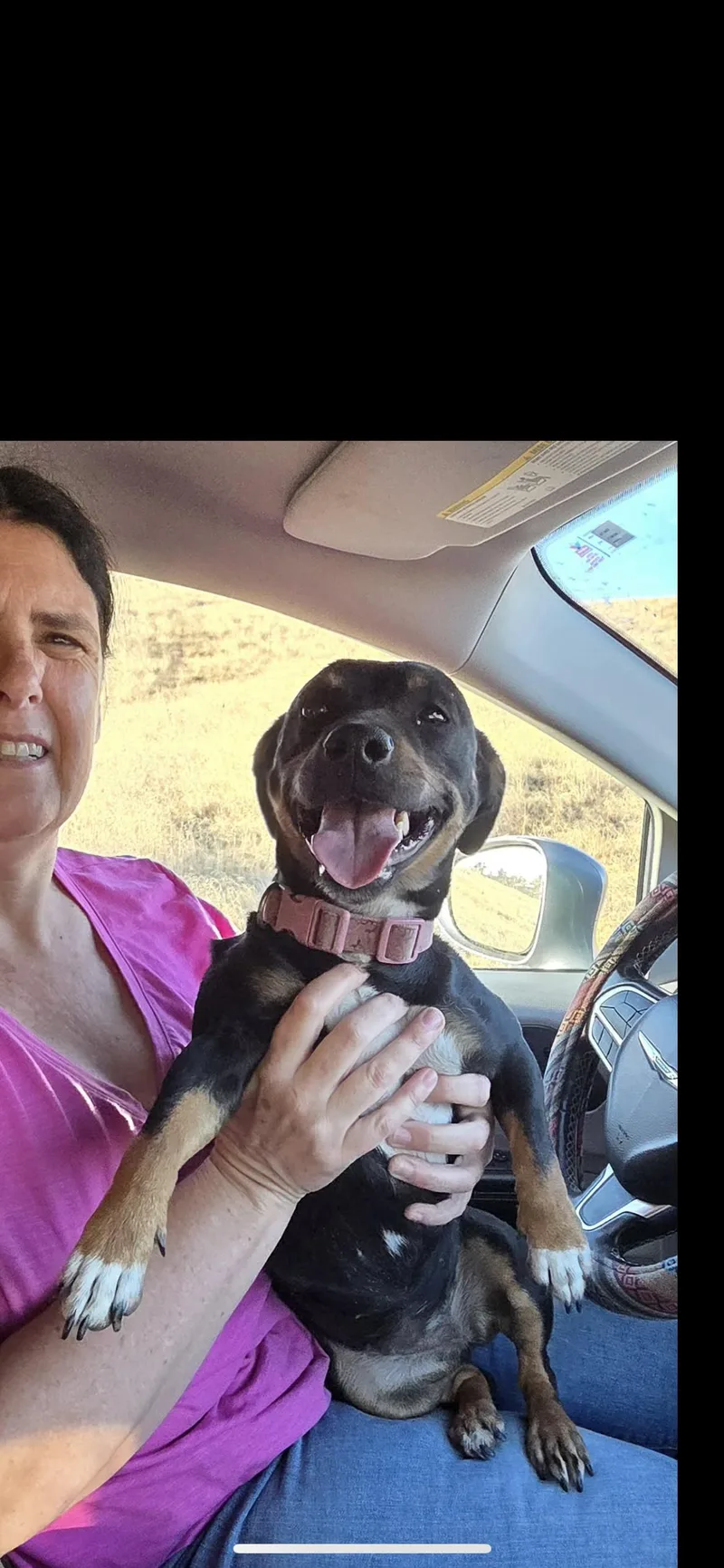 A young small-sized female Black Dachshund dog named Pepper for adoption in Hamden, CT