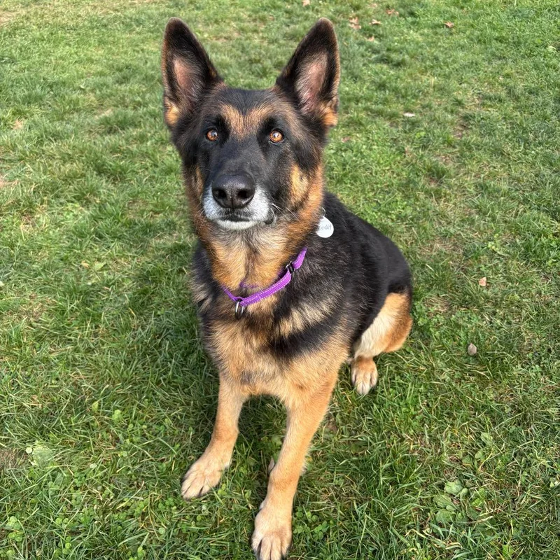 A senior large-sized male Black German Shepherd Dog named Bandit for adoption in New Ringgold, PA