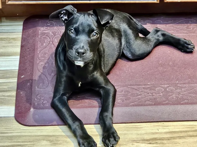A baby large-sized female Brown / Chocolate Pit Bull Terrier dog named Evie for adoption in Greenlawn, NY