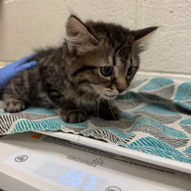 A baby small-sized female Domestic Long Hair cat named Greenland for adoption in Murray, UT