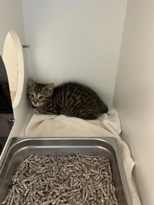 A baby small-sized male Domestic Short Hair cat named Datsun for adoption in Fairfax, VA