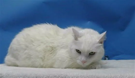 A senior medium-sized male Manx cat named Catdog for adoption in Gardena, CA