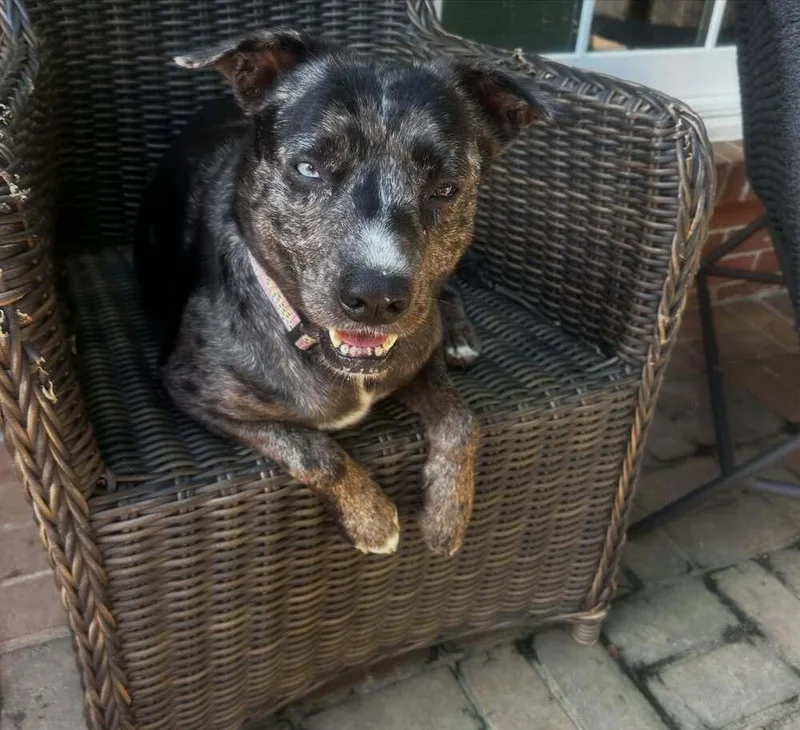A young medium-sized female Catahoula Leopard Dog dog named Virginia for adoption in Horn Lake, MS