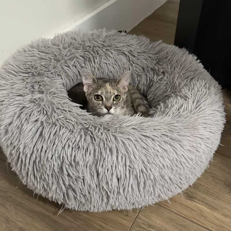 A baby small-sized female Dilute Calico cat named Meadow for adoption in Miami, FL