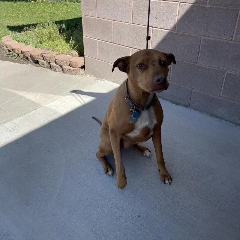 A senior medium-sized female Yellow / Tan / Blond / Fawn Greyhound dog named Bella for adoption in Rexburg, ID