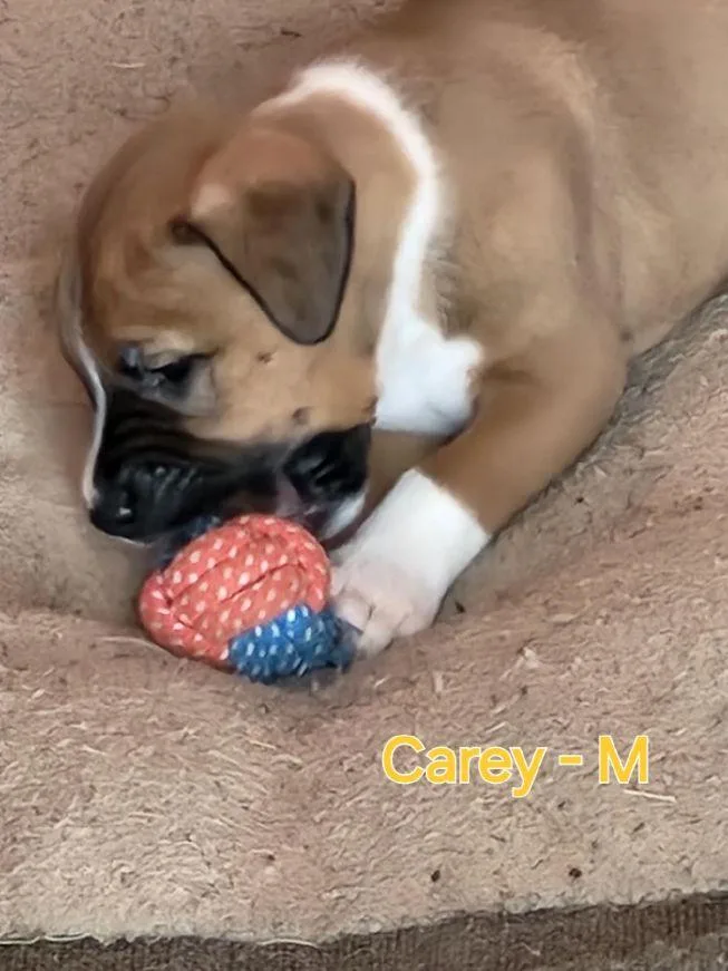 Carey