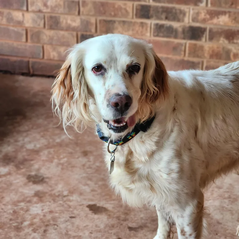 An adult medium-sized female White / Cream English Setter dog named Cassie for adoption in Boerne, TX
