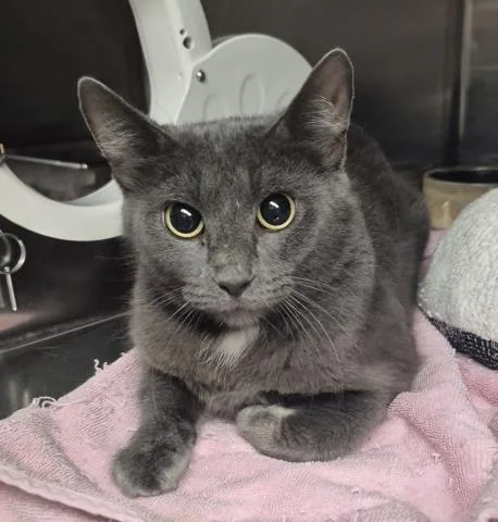 A young medium-sized female Domestic Short Hair cat named Daisy for adoption in Decatur, IL