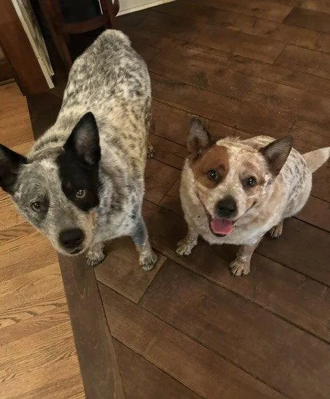 A senior large-sized male Australian Cattle Dog / Blue Heeler dog named Waylon and Cash for adoption in Wheaton, IL