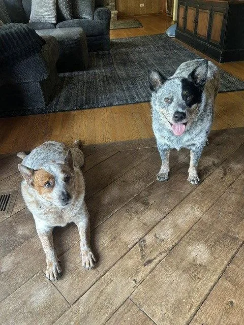 Waylon and Cash thumbnail 2