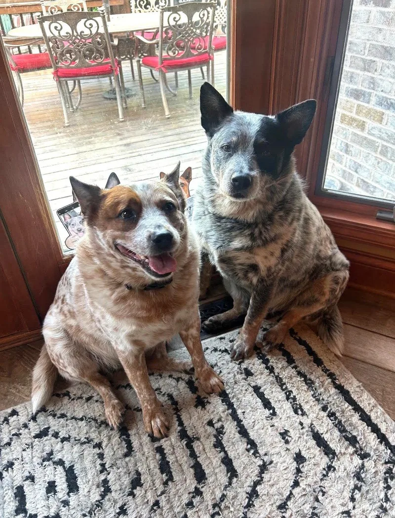 Waylon and Cash thumbnail 3