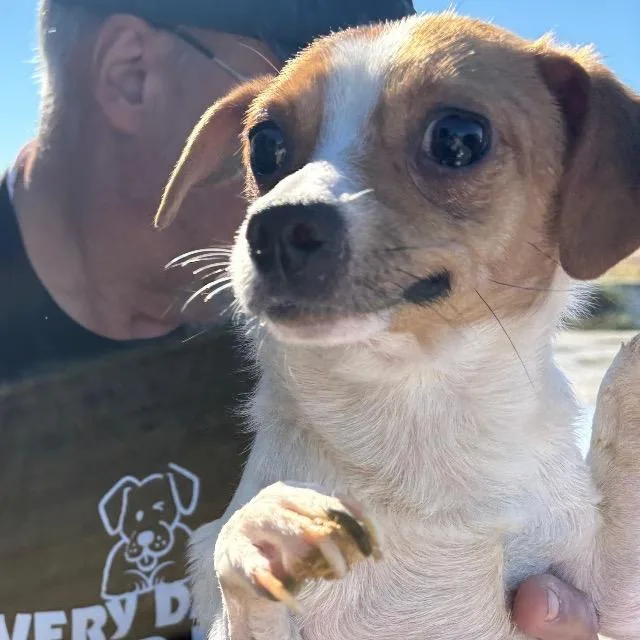 An adult small-sized male White / Cream Chihuahua dog named Corky for adoption in Reno, NV
