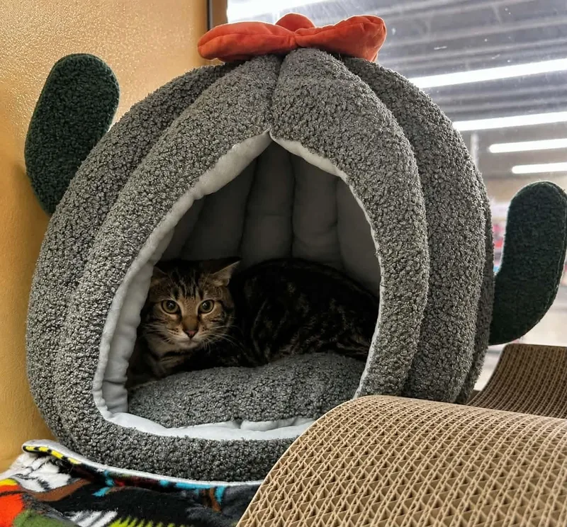 A baby small-sized female Tabby (Brown / Chocolate) Domestic Short Hair cat named Aditi for adoption in Gladstone, OR