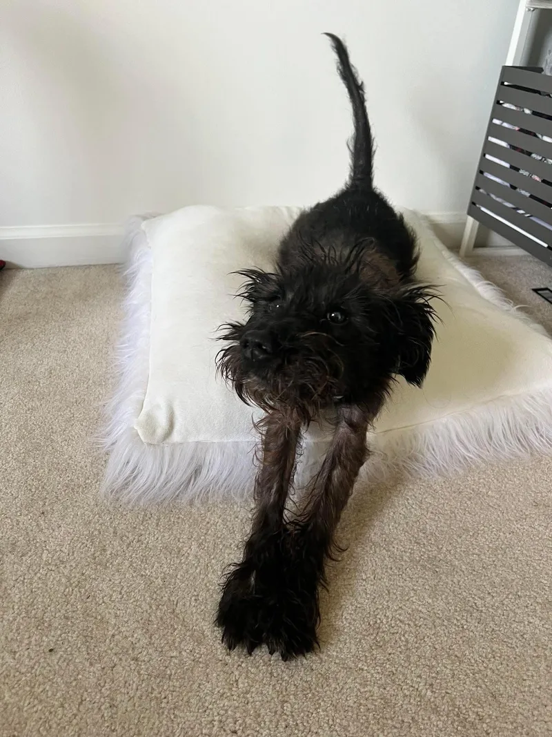 An adult small-sized male Mixed Breed dog named Mavis for adoption in Rochester , NY