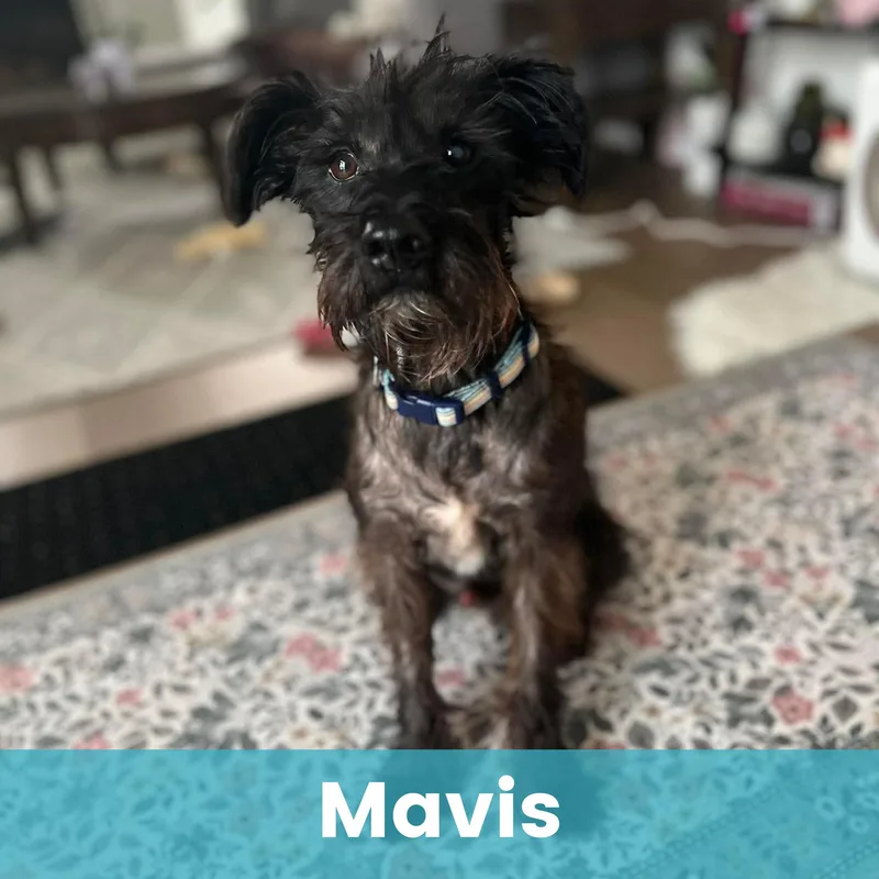 Mavis thumbnail 2