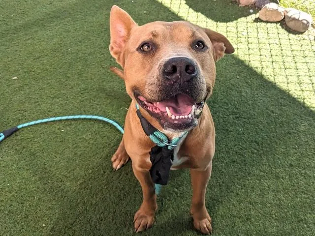 A young large-sized male Pit Bull Terrier dog named Koi for adoption in Phoenix, AZ