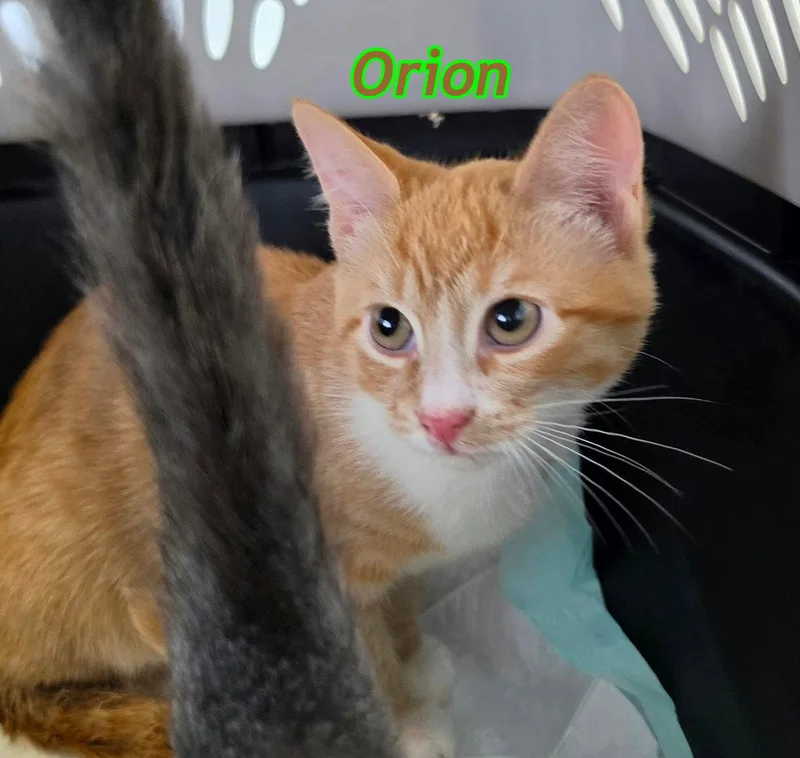 A baby medium-sized male Orange & White Domestic Short Hair cat named Orion and Leo for adoption in Gonic, NH
