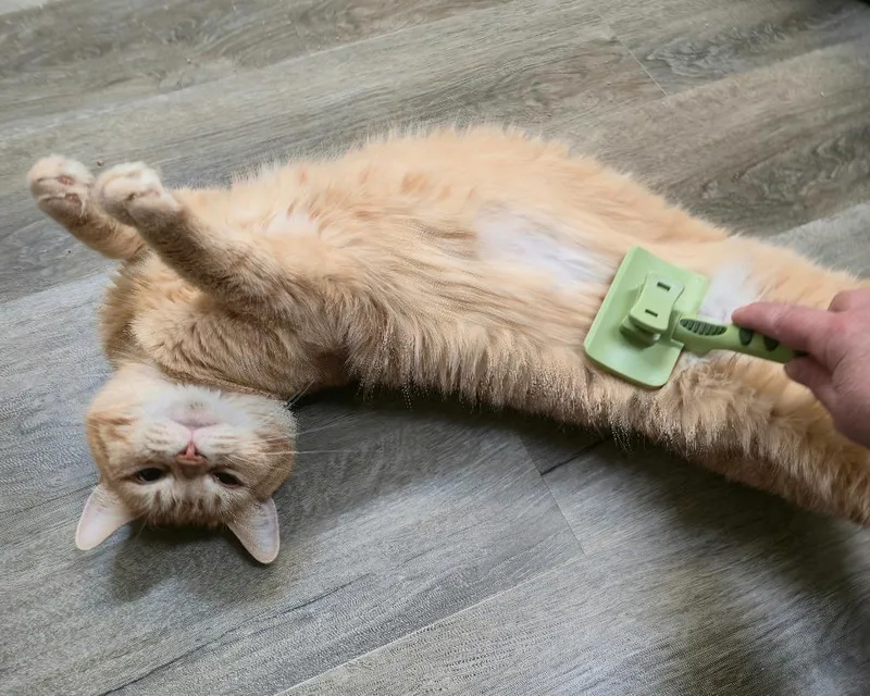 A young medium-sized male Domestic Short Hair cat named Chetney for adoption in Cedar Rapids, IA