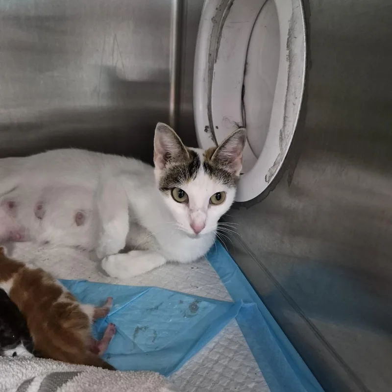 A young medium-sized female White Domestic Short Hair cat named Cleo for adoption in Ardmore, OK