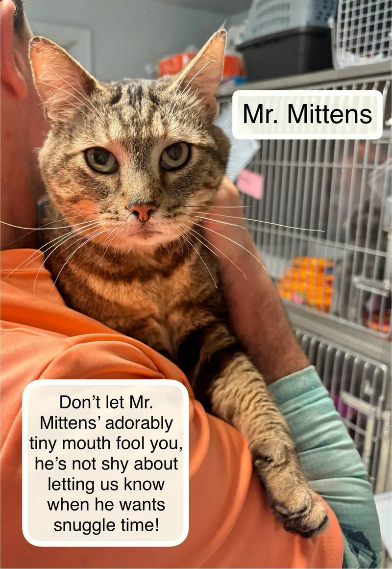 Mr. Mittens At Luna thumbnail 2