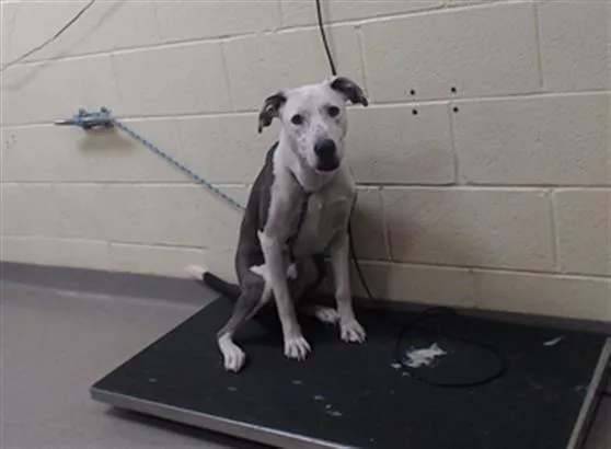 A young large-sized male Pit Bull Terrier dog named Ranger for adoption in Denver, CO