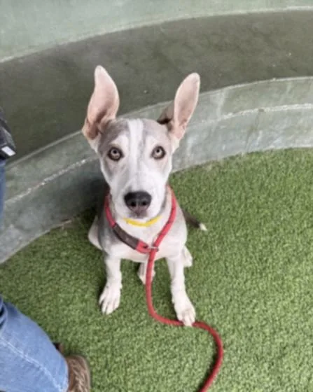 A baby small-sized male Pit Bull Terrier dog named Nico for adoption in Van Nuys, CA