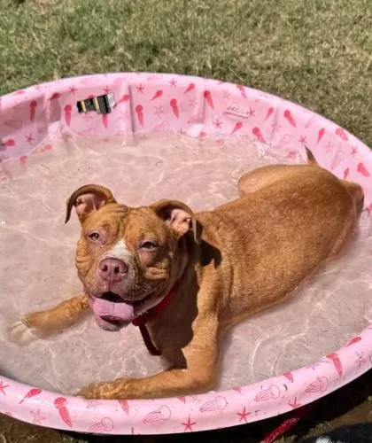 An adult medium-sized female Pit Bull Terrier dog named Chalice for adoption in Atlanta, GA