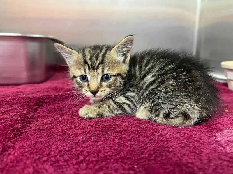 A baby medium-sized male Domestic Short Hair cat named Panini for adoption in Murray, KY