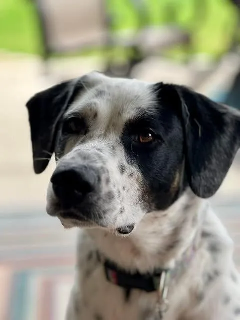 A young medium-sized female Harlequin Labrador Retriever dog named Dottie for adoption in Vernon, CT