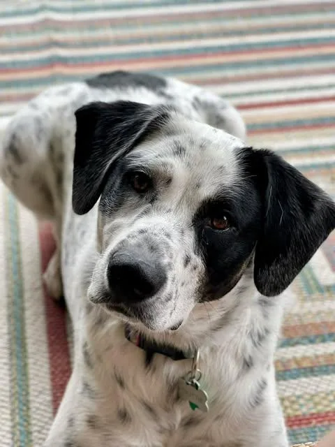 Dottie thumbnail 2